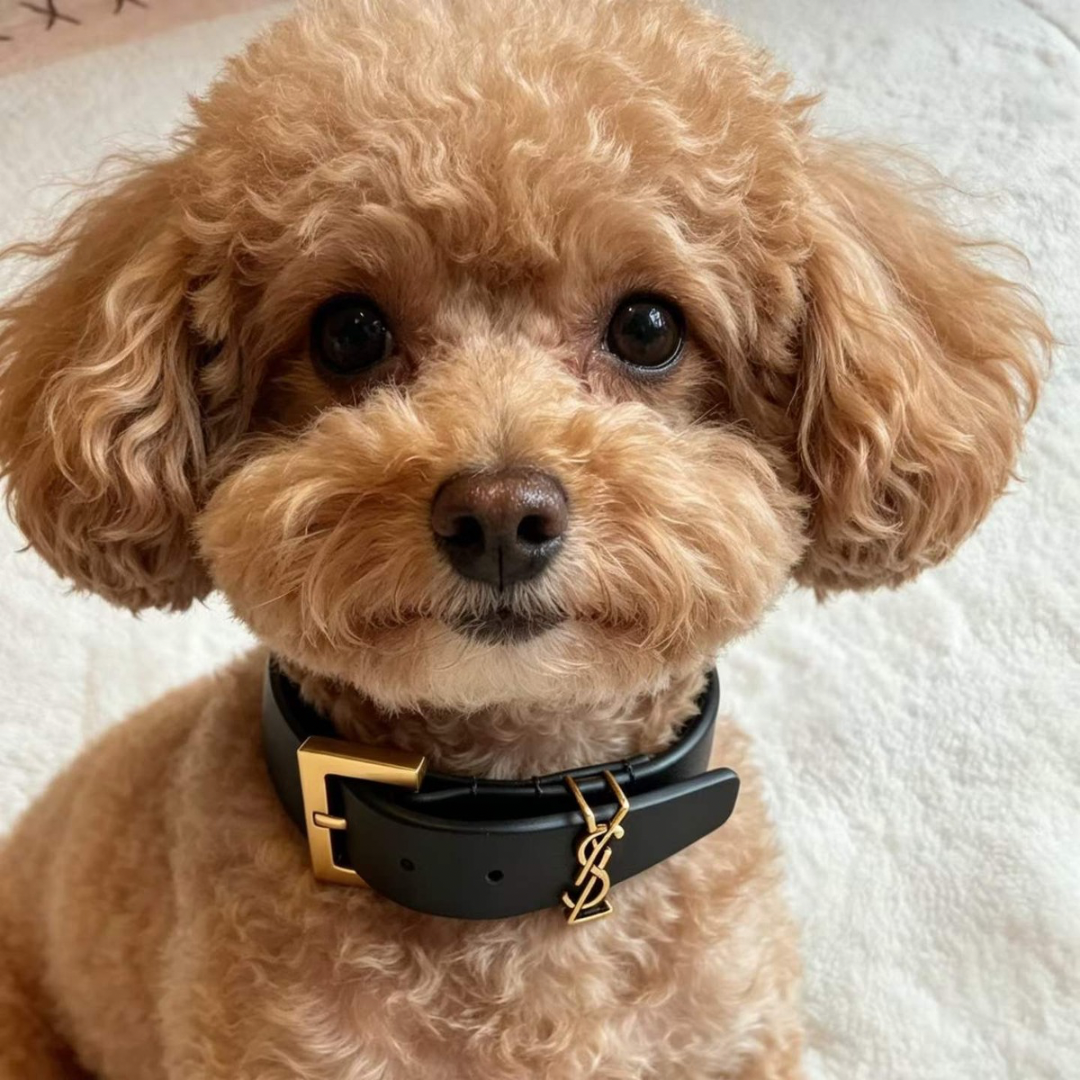 Laurent Collar and Leash Set