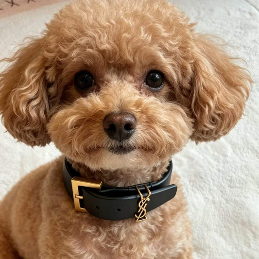 Laurent Collar and Leash Set