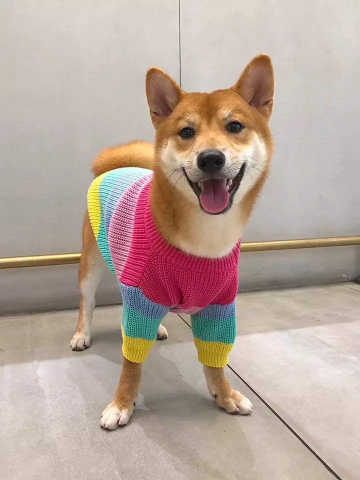 rainbow dog jumper sweater