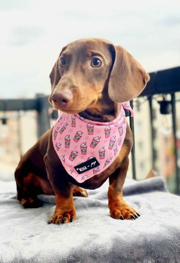 Mina + Pup Pupshake Bandana